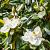 Magnolia grand. 'Little Gem' Pot 9 Liter 