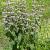 Phlomis tuberosa Pot 9 cm
