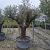Olea europaea Pot 230 liter Oud Fruit