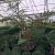 Cyathea australis Pot 130 liter 