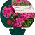 Phlox (S) 'Atropurpurea' Pot 9 cm