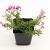 Phlox (S) 'Atropurpurea' Pot 9 cm