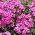 Phlox (S) 'Atropurpurea' Pot 9 cm