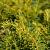 Taxus b. 'Summergold' Bolvorm 30-40 cm