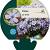 Phlox (S) 'Benita' Pot 9 cm