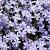 Phlox (S) 'Benita' Pot 9 cm