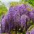 Wisteria Floribunda “Issai”  Pot 3 Liter 175 - 200 cm