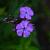 Phlox (P) 'Blue Boy' Pot 9 cm