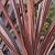 Cordyline aus. 'Red Star' Pot 7,5 Liter 80 - 100 cm