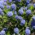 Ceanothus impressus 'Victoria' Stam 70 cm