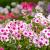 Phlox (P) 'Bright Eyes' Pot 9 cm