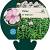 Phlox (P) 'Bright Eyes' Pot 9 cm