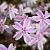Phlox (S) 'Candy Stripes' Pot 9 cm