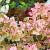Hydrangea pan. Vanille-Fraise Pot 5 Liter 