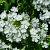 Phlox (P) 'David' Pot 9 cm
