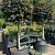 Fagus syl. 'Atropunicea' Pot 285 liter stam 150 cm (Stamomtrek 25-30 cm) Bolvorm