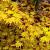 Acer pal. 'Orange Dream' Pot 500 liter 225 - 250 cm