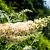 Buddleja Free Petite Snow White Pot 2 Liter
