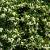 Pittosporum tobira Pot 70 Liter 200 - 250 cm Meerstammig