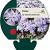 Phlox (S) 'Emerald Cushion Blue' Pot 9 cm