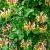 Lonicera henryi Pot 5 Liter 125 - 150 cm