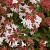 Abelia grandiflora Pot 10 liter