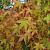 Acer pal. 'Bi-hoo' Pot 25 Liter 