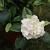 Camelia j.  'Perfection White' Pot 7,5 Liter 