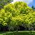 Catalpa bignonioides Pot 70 Liter 250 - 300 cm