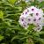 Phlox (P) 'Europa' Pot 9 cm