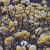 Edgeworthia chrysantha Pot 15 liter 