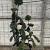 Ilex crenata 'Kimmei' Pot 35 Liter Bonsai