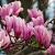 Magnolia soulangeana Pot 30 Liter Halfstam