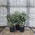 Osmanthus burkwoodii Pot 10 liter