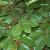 Fagus sylvatica Pot 2,5 liter 40 - 60 cm