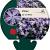 Phlox (S) 'G.F. Wilson' Pot 9 cm