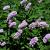 Persicaria vacciniifolia Pot 9 cm