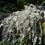 Deutzia gracilis 'Nikko' Pot 2 Liter