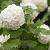 Hydrangea m. 'Snowball' Pot 5 Liter 