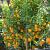 Citrus fort. 'Magarita Kumquat'  Pot 7,5 Liter Laagstam