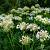 Agapanthus 'Arctic Star' Pot 5 Liter 