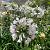 Agapanthus Fireworks Pot 5 Liter 