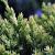 Juniperus squamata 'Holger' Pot 3,5 Liter 