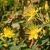 Hypericum calycinum Pot 2 Liter 20 - 30 cm