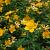 Hypericum 'Hidcote' Pot 2 Liter