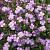 Phlox (D) 'Lilac Cloud' Pot 9 cm