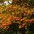 Quercus pal. 'Green Dwarf' Stam 120 cm