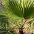 Trachycarpus fortunei stam 90 cm