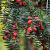 Taxus media 'Hicksii' 60 - 80 cm