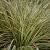 Carex oshim. 'Evergold' V2